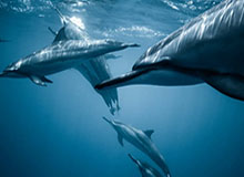 呼吸：WBG真不一样了，JDG等着吧，微博天生赢家